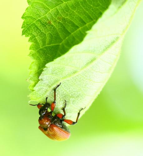 Réf. 231 069 : Apoderus coryli