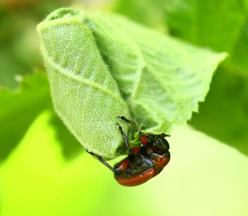 Réf. 231 070 : Apoderus coryli
