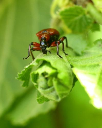 Réf. 231 071 : Apoderus coryli