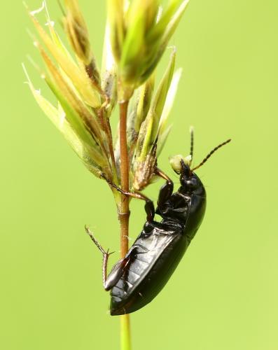 Amara sp.
