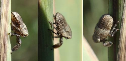 Caliscelis wallengreni