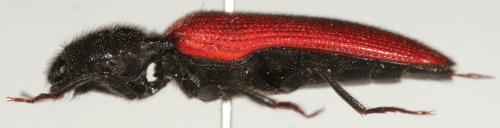 Réf. 231 525 : Ampedus rufipennis