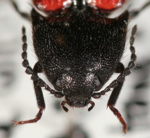 Réf. 231 527 : Ampedus rufipennis