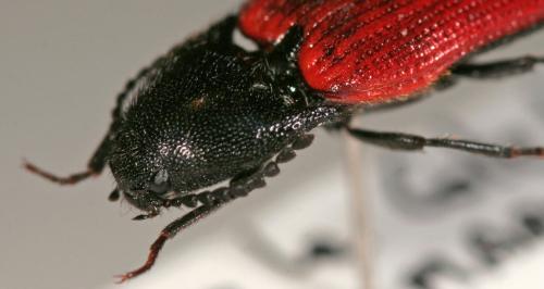 Réf. 231 529 : Ampedus rufipennis