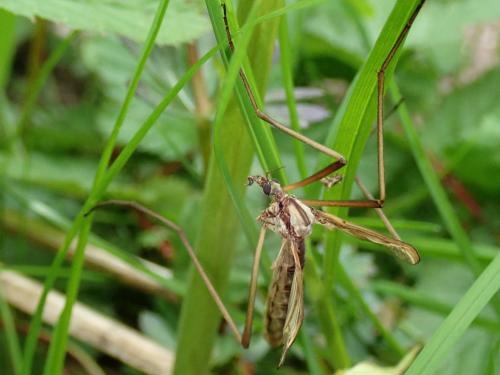 Réf. 231 603 : Pedicia rivosa