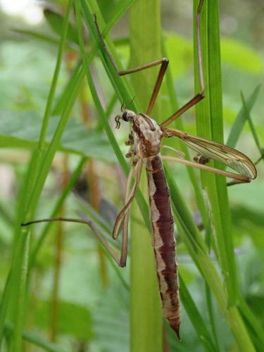 Réf. 231 601 : Pedicia rivosa