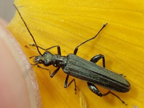 Réf. 231 538 : Oedemera virescens