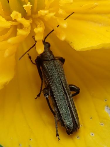 Réf. 231 539 : Oedemera virescens