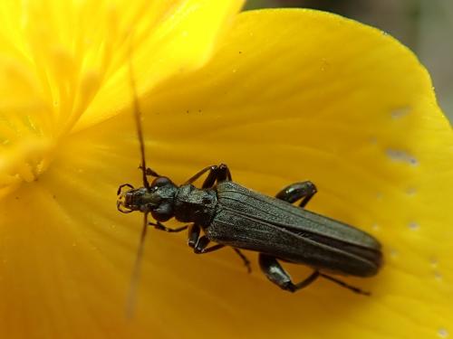 Réf. 231 540 : Oedemera virescens