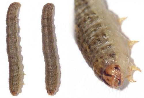 Réf. 231 155 : Agrotis sp.