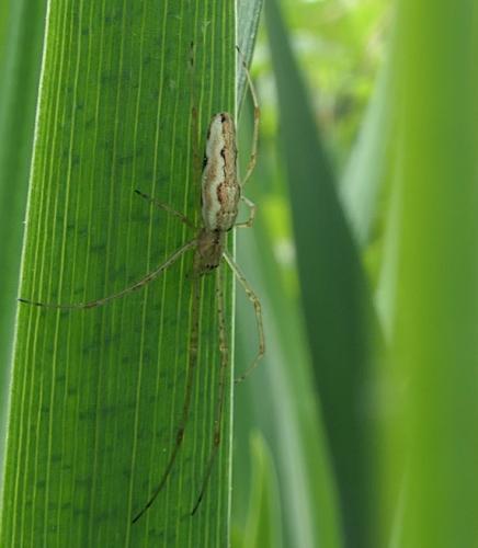 Réf. 231 226 : Tetragnatha sp.