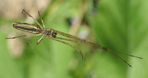 Tetragnatha sp.