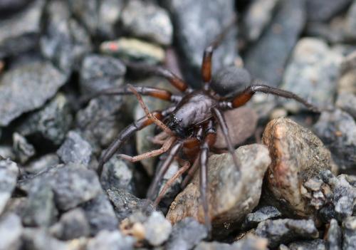 Gnaphosa Sp Araignee Sous Rocher Le Monde Des Insectes