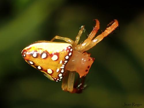 Arkys sp.