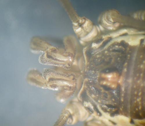 Dasylobus graniferus