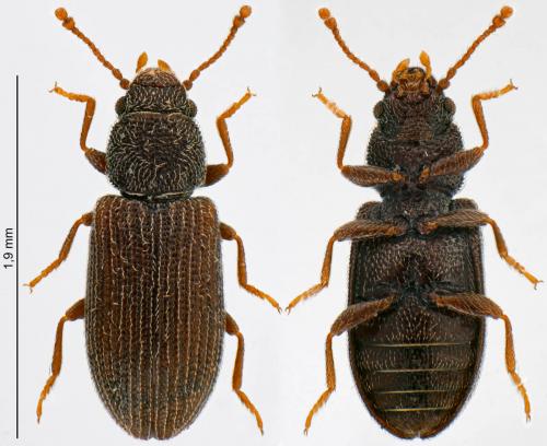 Berginus tamarisci