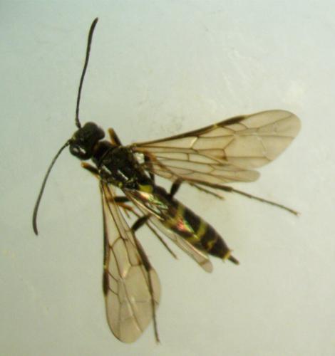 Cephus sp.