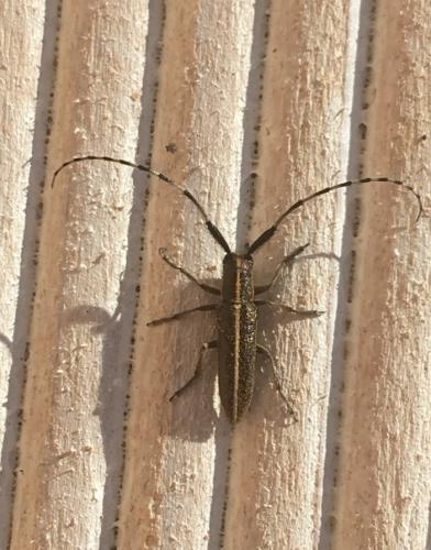 Agapanthia suturalis