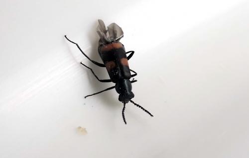 Réf. 231 159 : Anthocomus fasciatus