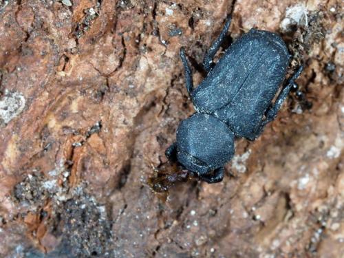 Lissogenius simplicipes