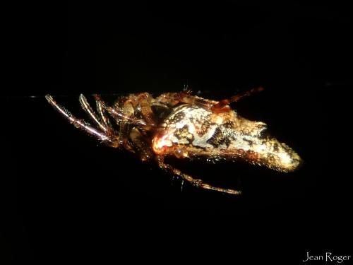 Cyclosa sp.