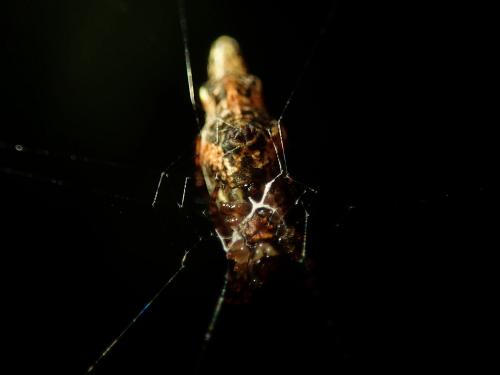 Réf. 231 326 : Cyclosa sp.