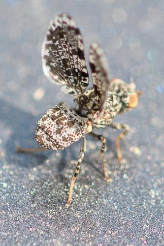 Callopistromyia annulipes