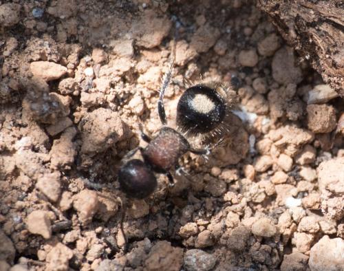 Réf. 231 104 : Sigilla dorsata
