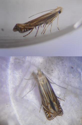 Réf. 231 164 : Isophrictis corsicella