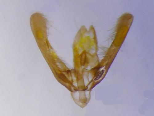 Elachista argentella