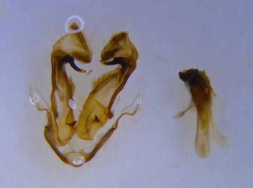 Réf. 231 780 : Apamea sordens