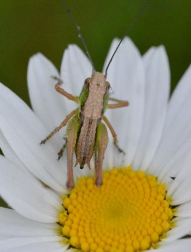 Réf. 231 630 : Platycleis albopunctata