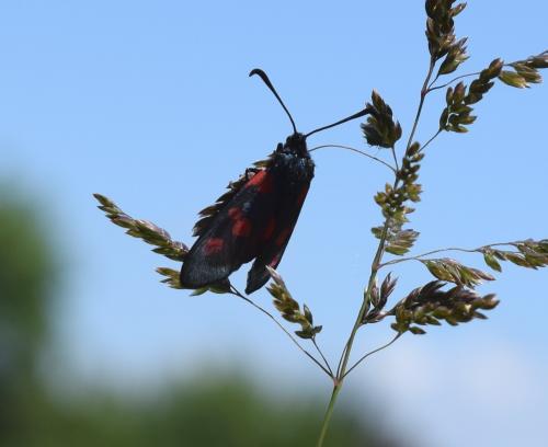 Zygaena trifolii