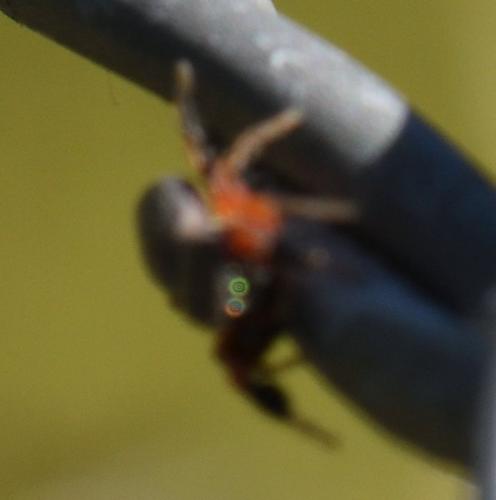 Ballus rufipes