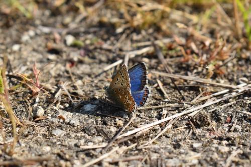 Polyommatus bellargus