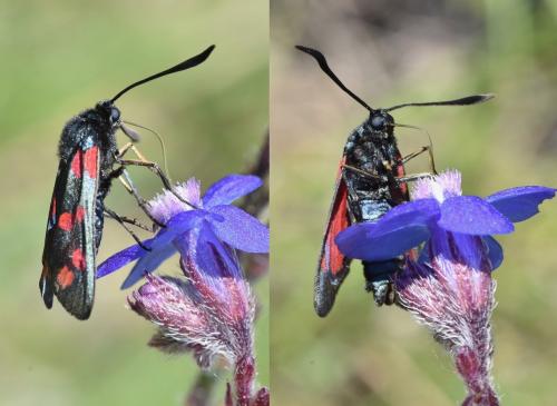 Zygaena filipendulae