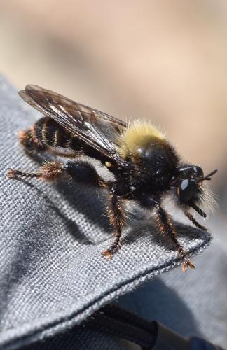 Laphria flava