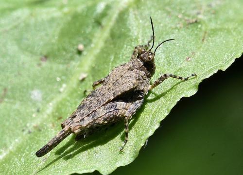 Réf. 231 128 : Paratettix meridionalis