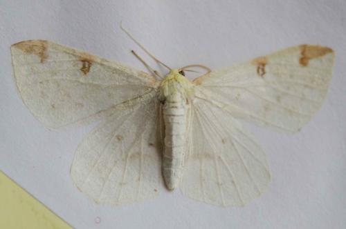 Opisthograptis luteolata