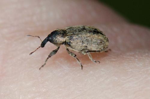 Hypera sp.