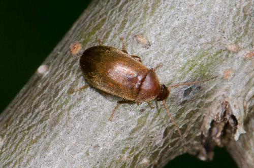 Réf. 231 014 : Isomira sp.
