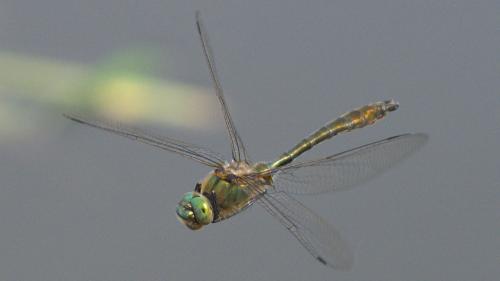 Cordulia aenea