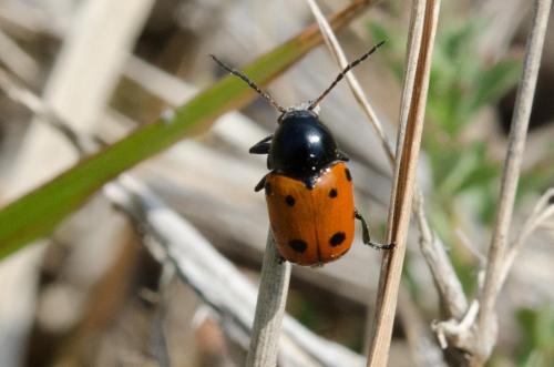 Réf. 231 276 : Cryptocephalus primarius
