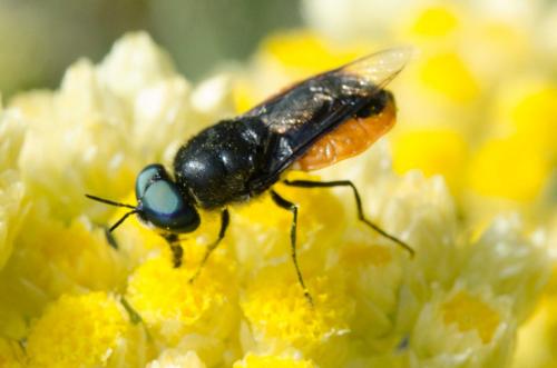 Réf. 231 401 : Odontomyia flavissima