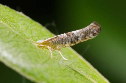 Argyresthia sp.