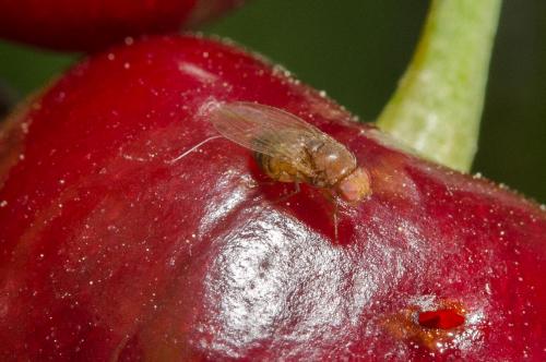 Drosophila suzukii