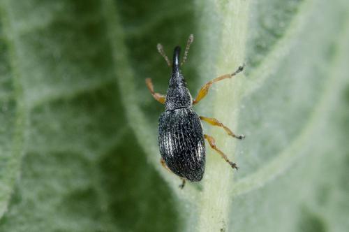 Réf. 231 404 : Apioninae inconnu