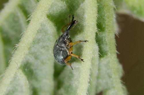 Réf. 231 688 : Apioninae inconnu