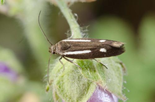 Réf. 231 411 : Scythris punctivittella