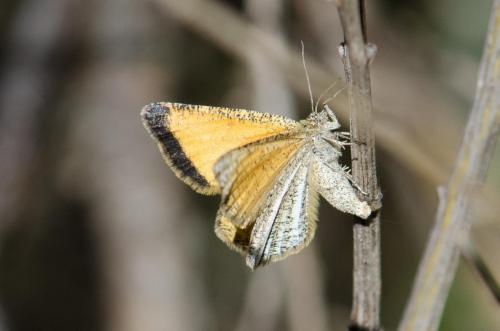 Réf. 231 883 : Isturgia limbaria